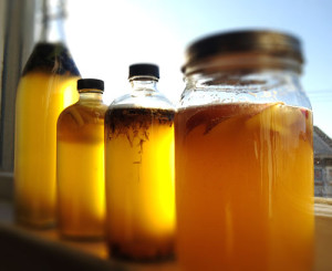 kombucha