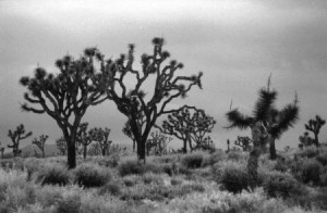 000092-lg-joshua-tree
