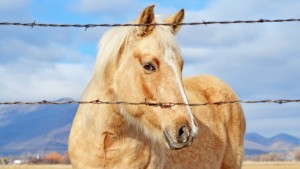 best_horse-1920x1080