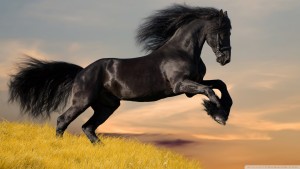 black_horse_5-wallpaper-1920x1080
