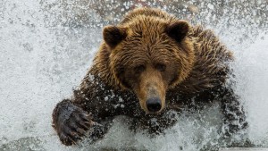 brown_bear_in_the_river-wallpaper-1920x1080