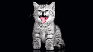cat_kitten_1600x900
