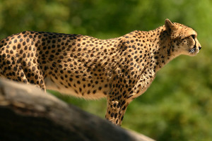 cheetah_4751