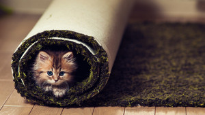 cute_little_cat_playing_1920x1080