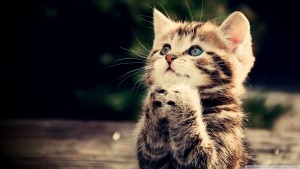 funny_cat_5-wallpaper-1920x1080
