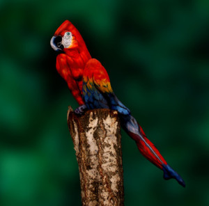 parrot