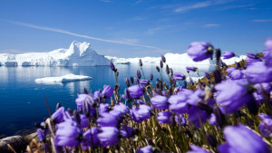 purple_arctic_flowers_1920x1080