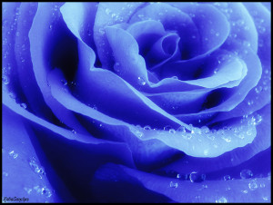 sweetbluerose