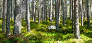 trees