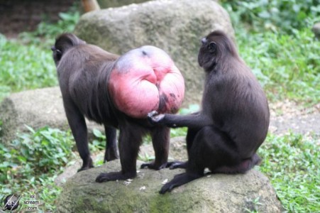 BaboonArse-670x446