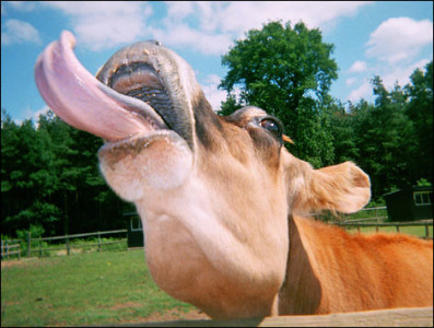cow_470x355