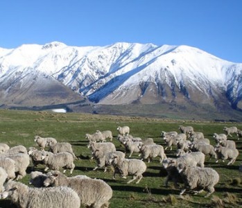 mt_hutt_sheep