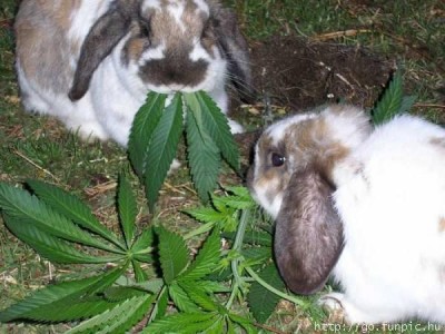 stonerbunnies