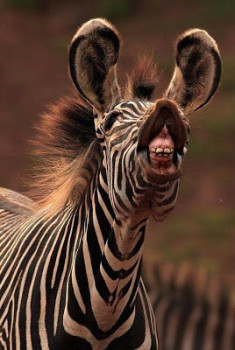 zebra.gums