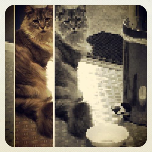 11378049_836765323077396_1546452577_n