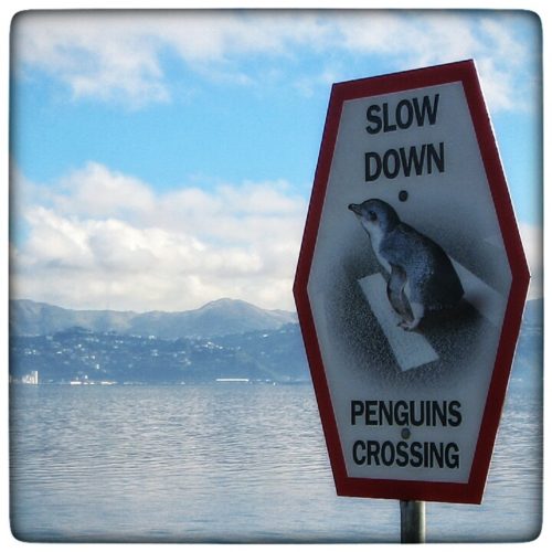 PenguinsCrossing-02